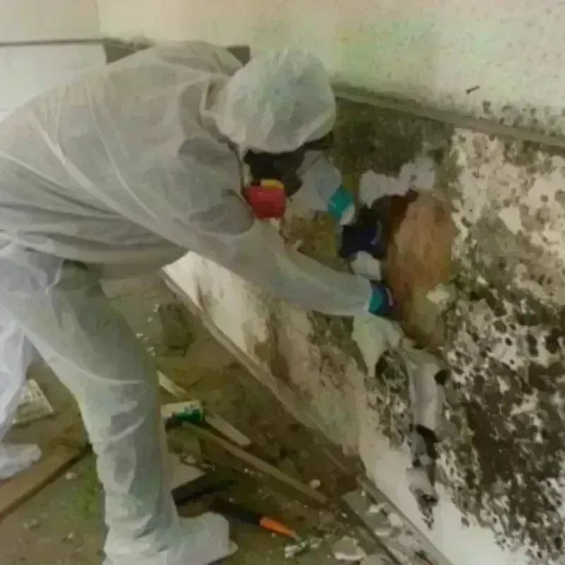 Mold Remediation and Removal in Garden Grove, CA